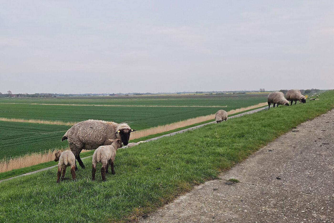 20250423_Mandepolder_B2.jpg